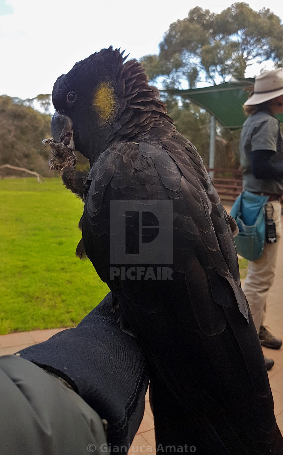 "Australia - Cacatua nero" stock image