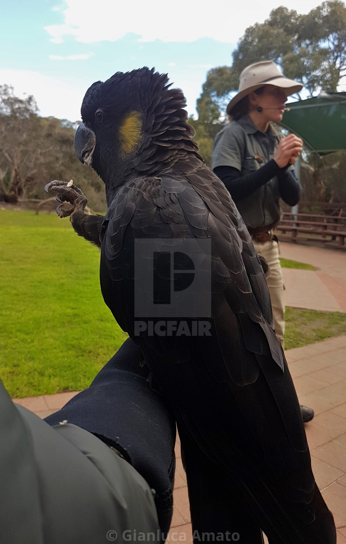 "Australia - Cacatua sul braccio" stock image