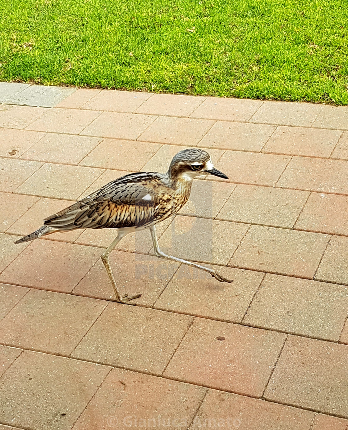 "Australia - Burhinus grallarius" stock image