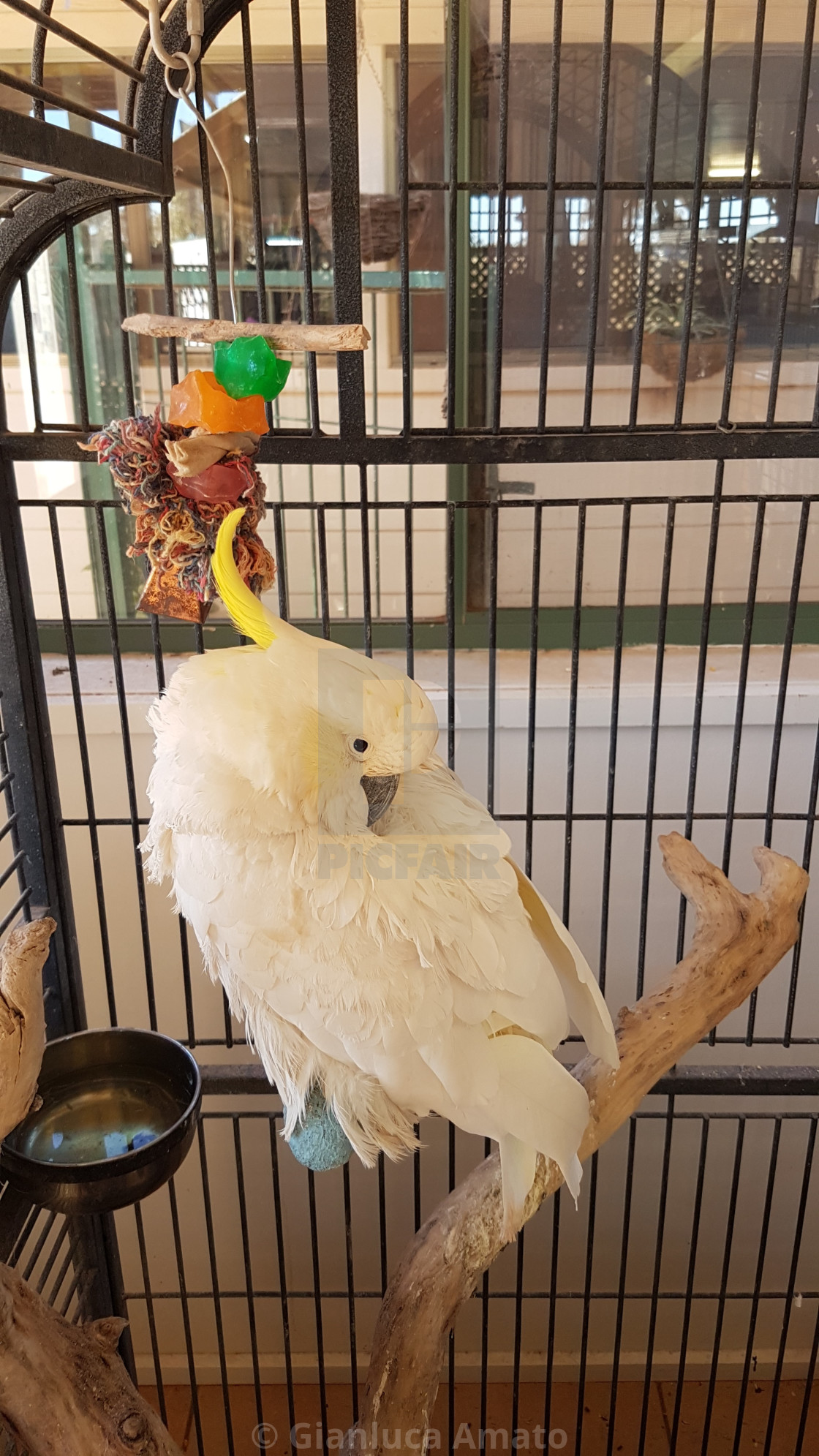 "Australia - Cockatoo in gabbia" stock image