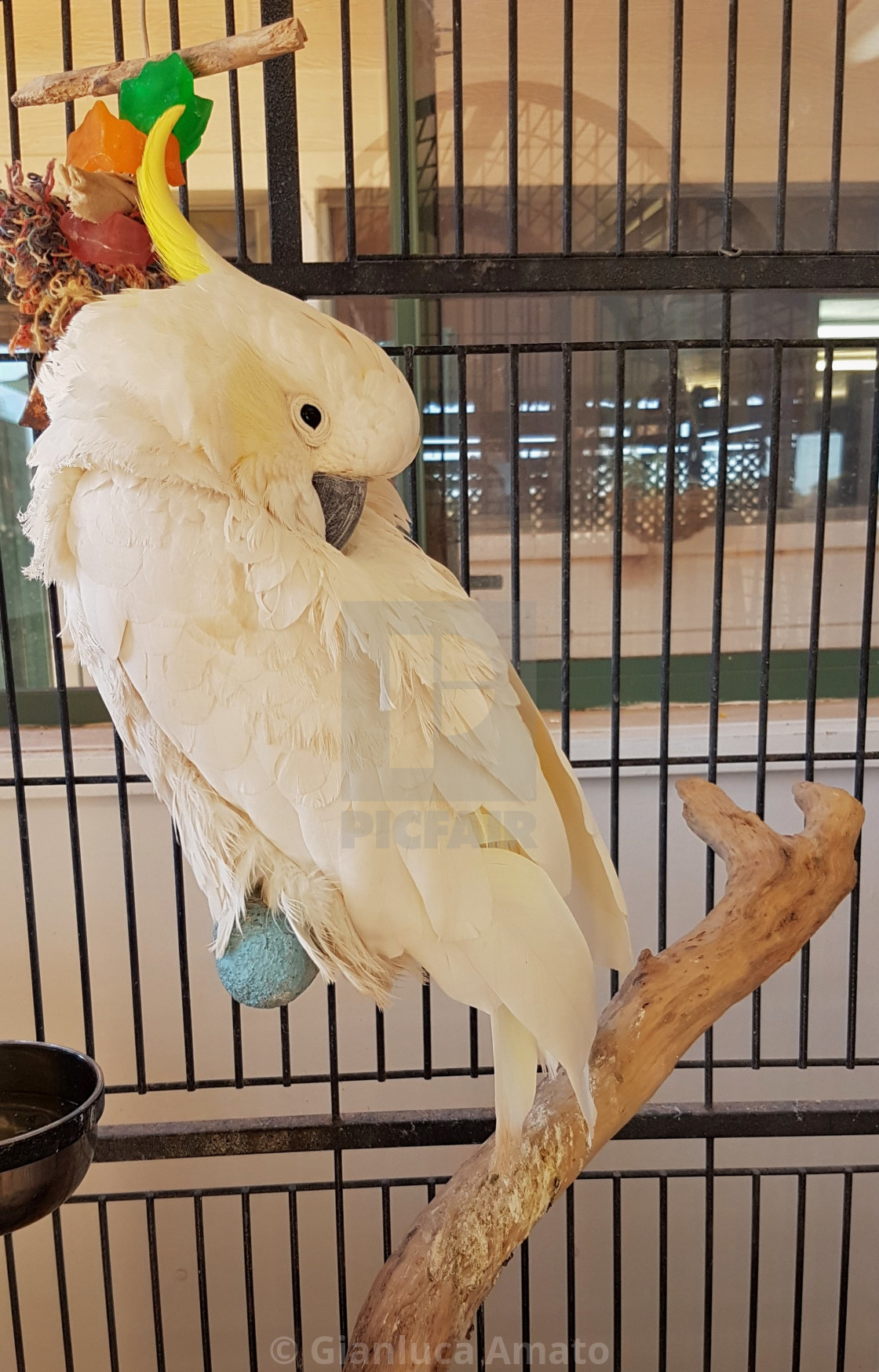 "Australia - Cockatoo" stock image