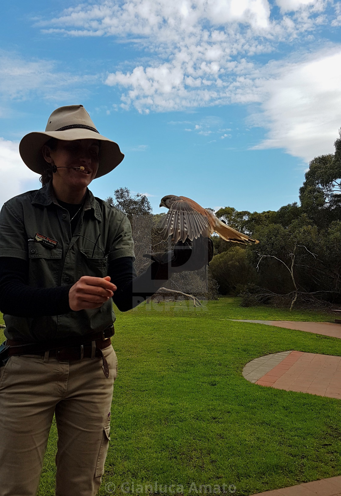 "Australia - Falco al parco di Kangaroo Island" stock image