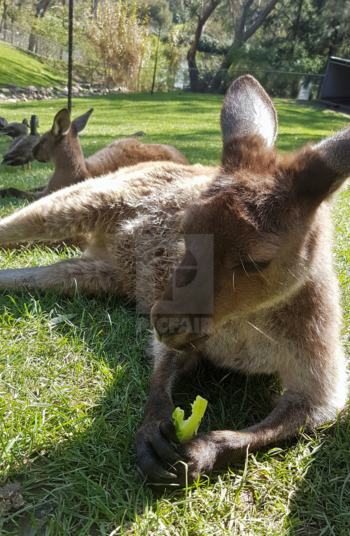 "Australia - Canguro a riposo" stock image