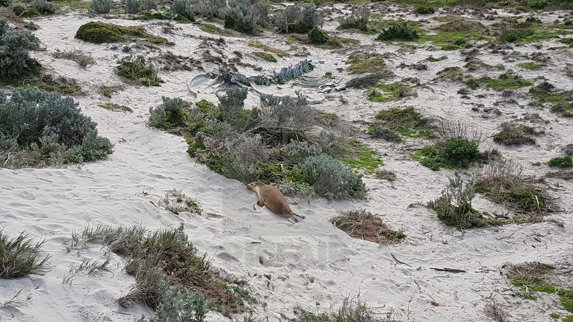 "Australia - Leone marino a Seal Bay Conservation Park" stock image