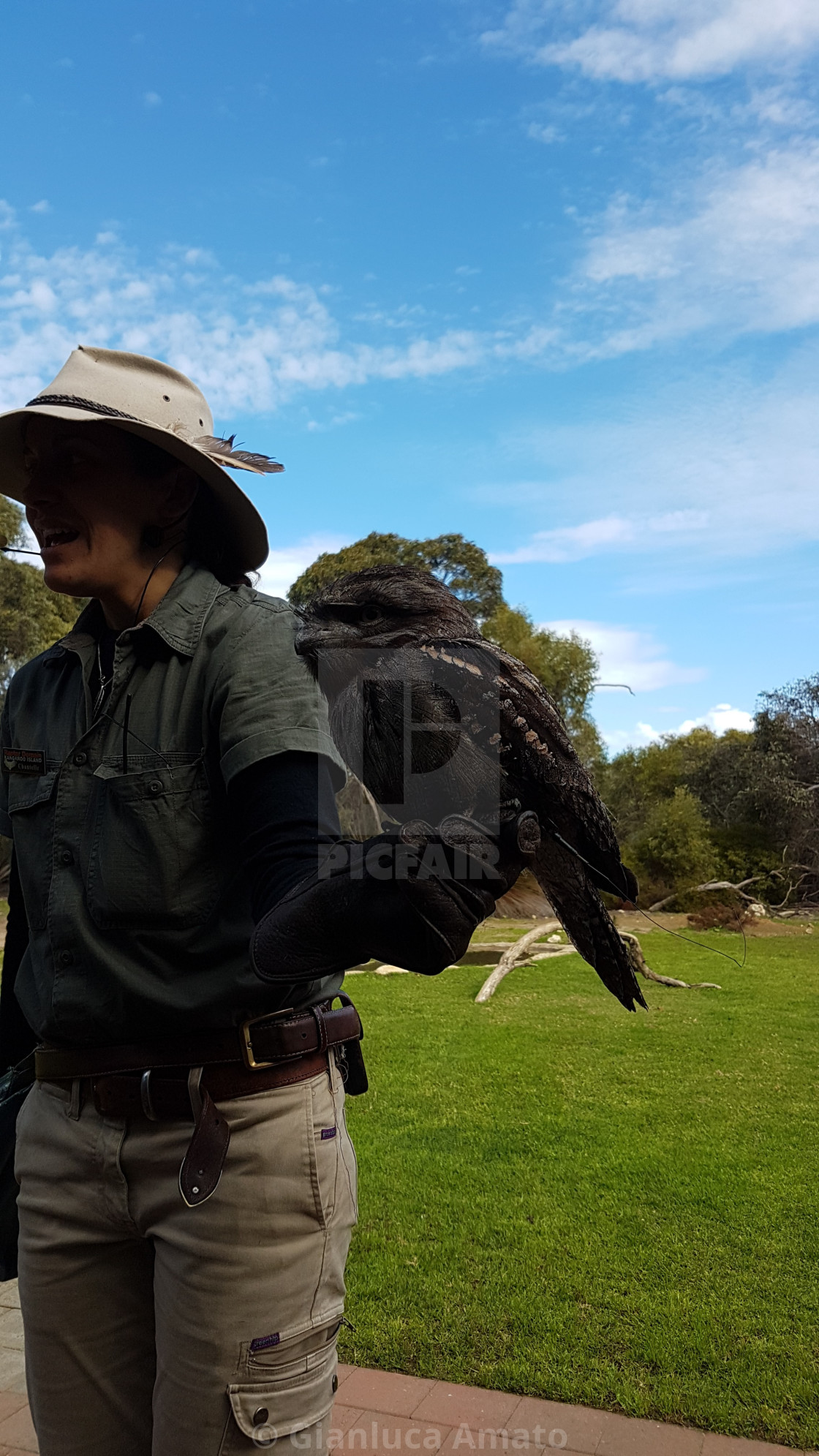 "Australia - Podargo al parco di Kangaroo Island" stock image