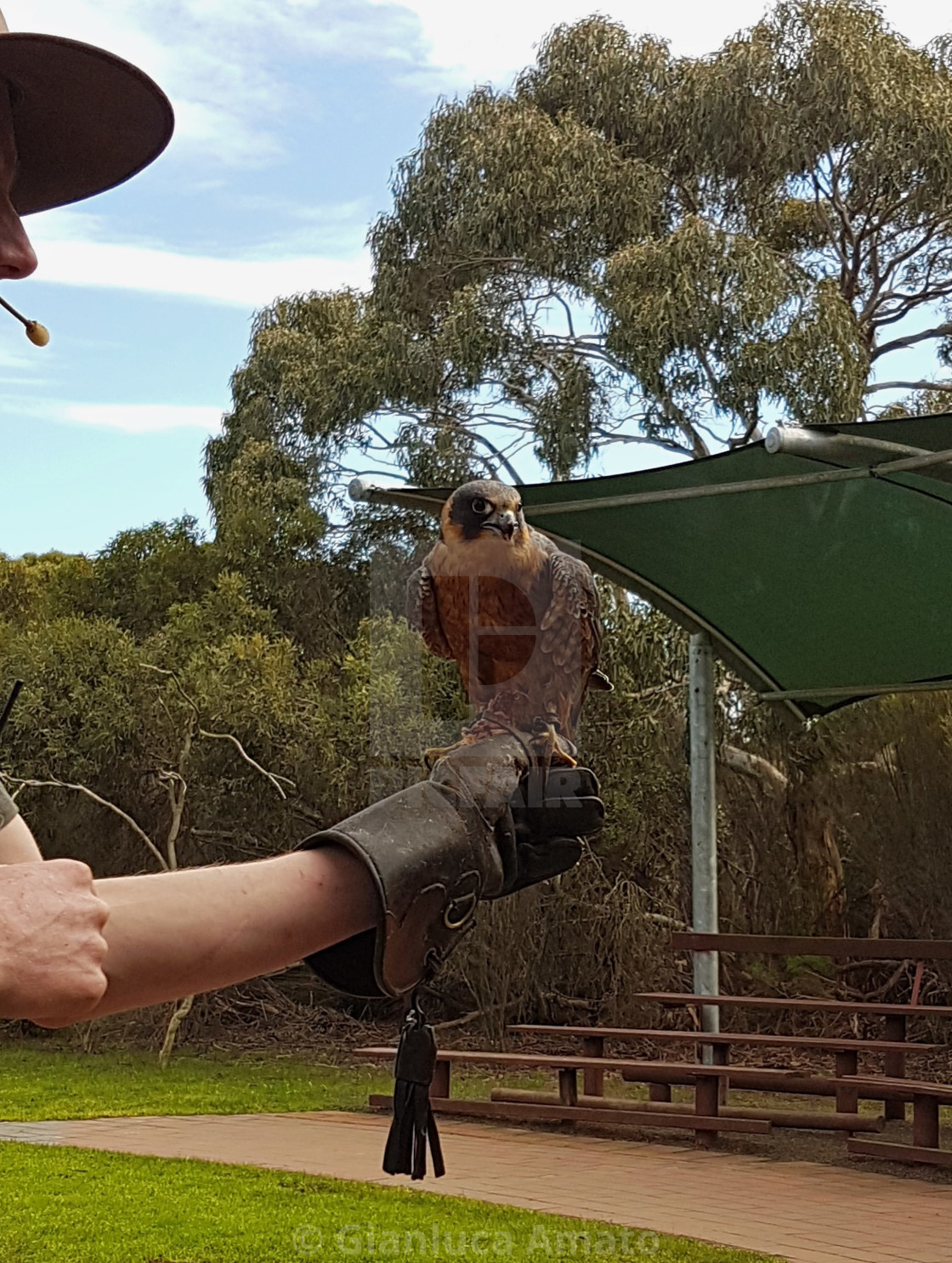 "Australia - Rapace al parco di Kangaroo Island" stock image