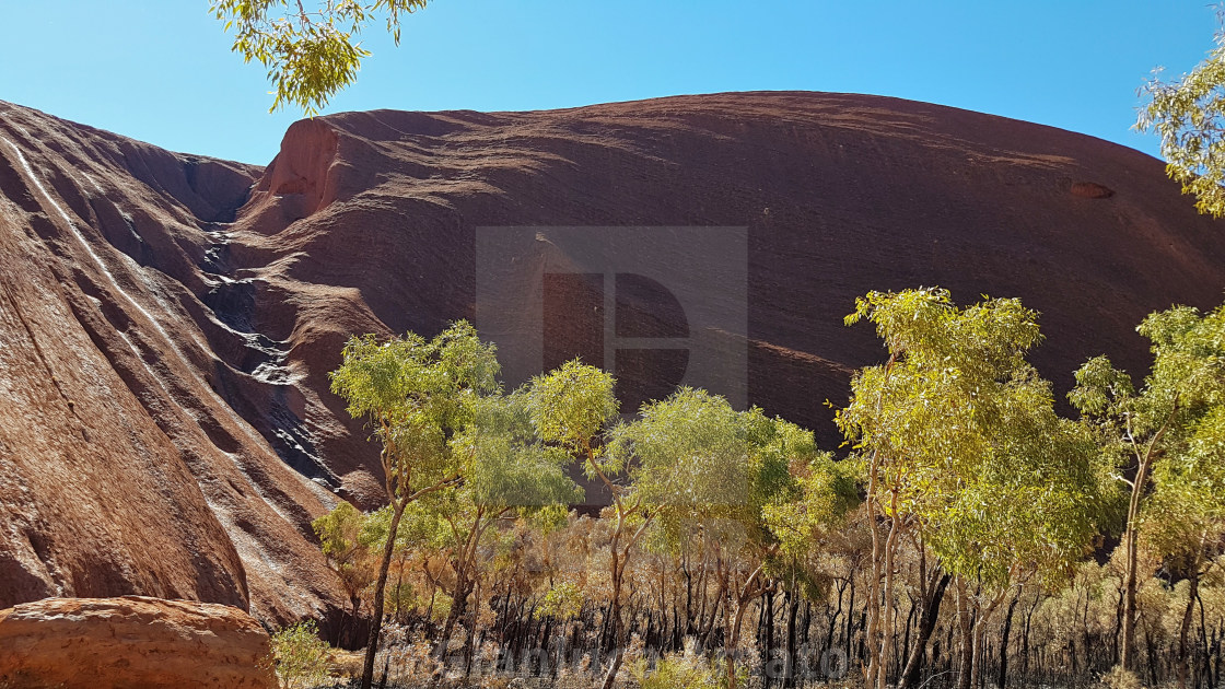 "Australia - Sentiero alberato verso Ayers Rock" stock image