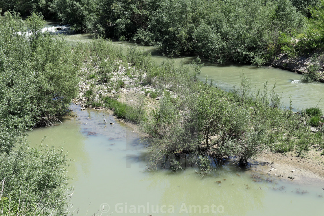 "Benevento - Airone Cenerino sul fiume Calore" stock image