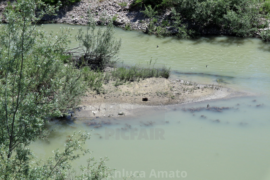 "Benevento - Nutria sul fiume Calore" stock image