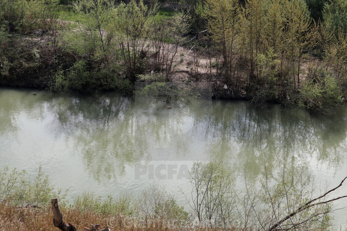 "Benevento - Oca del Nilo nel fiume Calore" stock image