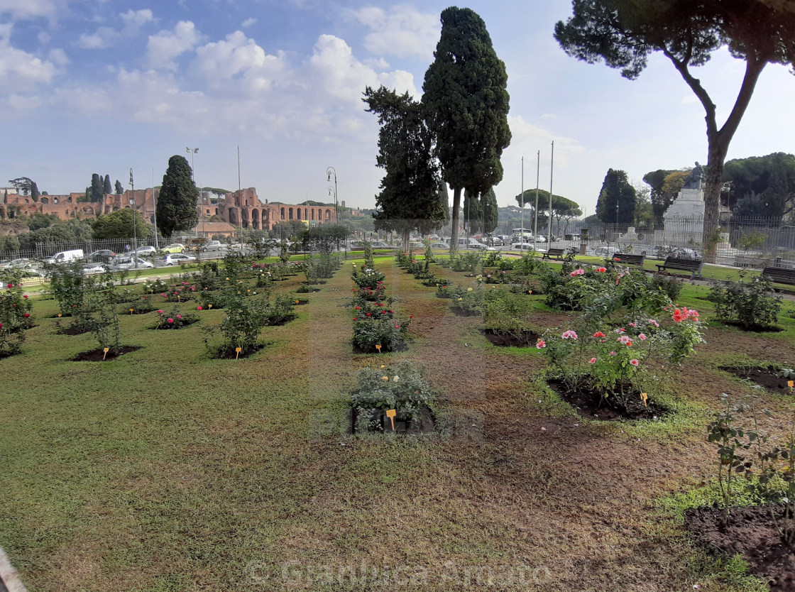 "Roma - Filari del roseto" stock image