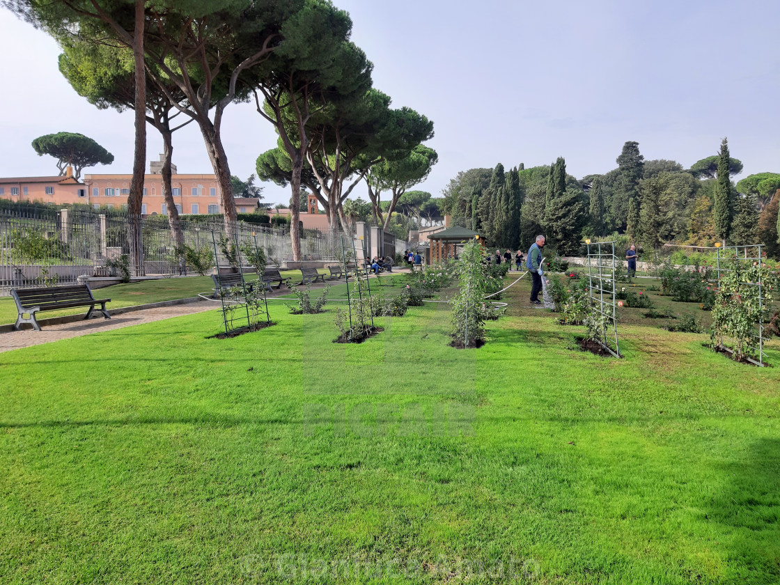 "Roma - Giardiniere nel roseto" stock image