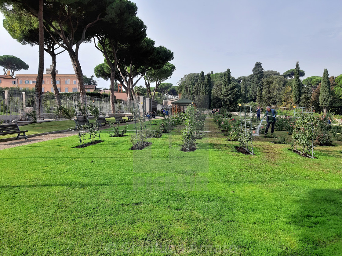 "Roma - Manutenzione del roseto" stock image