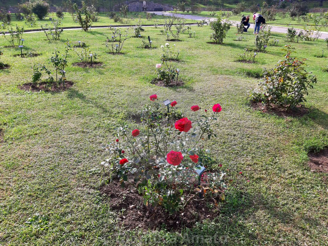 "Roma - Rose rosse al Roseto" stock image