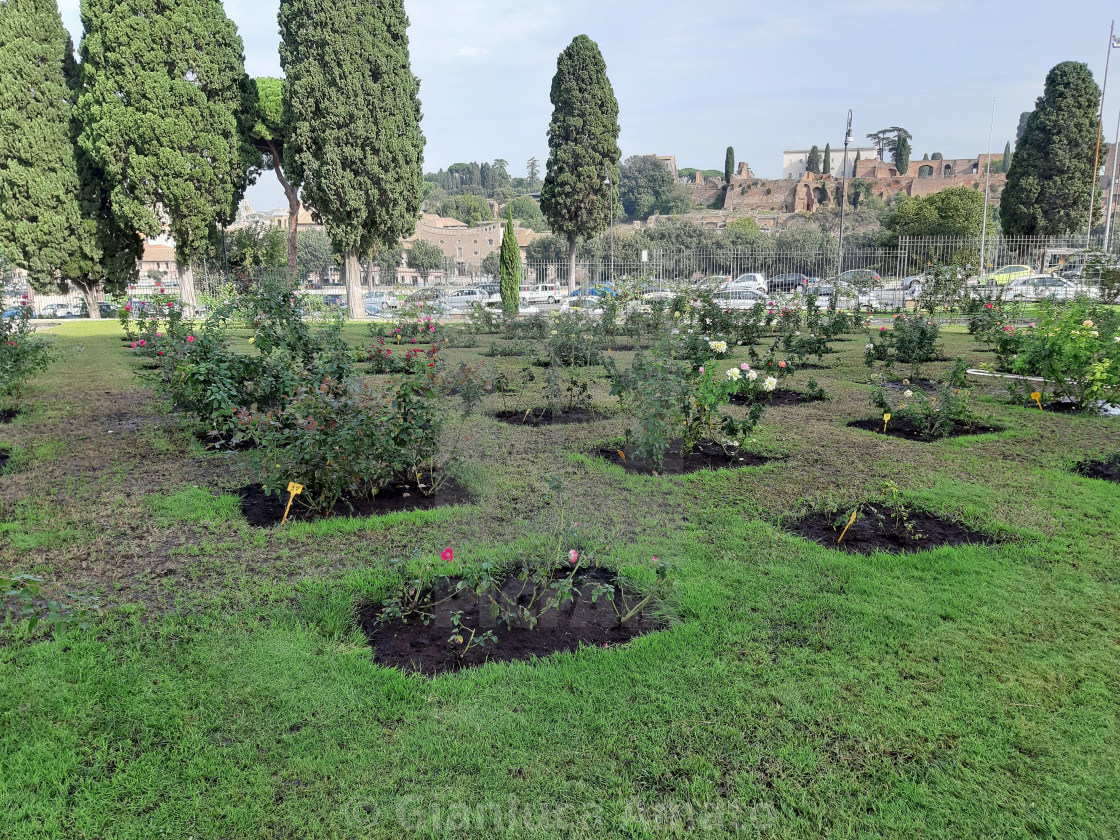 "Roma - Scorcio panoramico del roseto inferiore" stock image