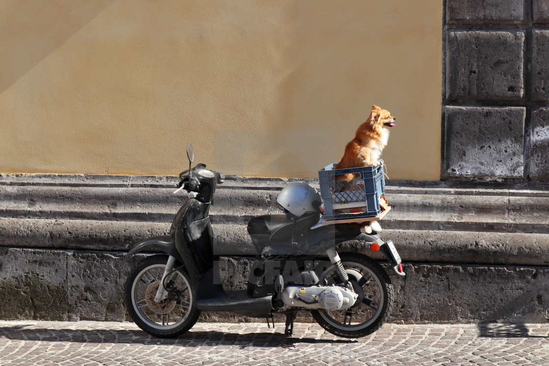 "Sorrento - Cane in attesa sul motorino" stock image