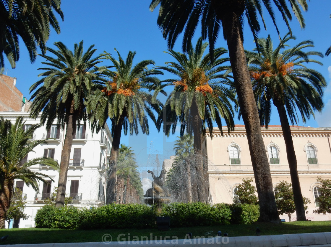 "Taranto - Palme in Piazza Maria Immacolata" stock image