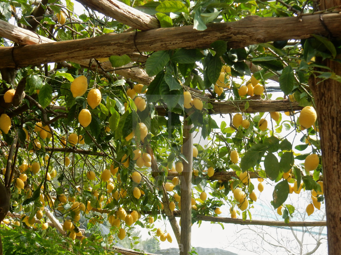 "Minori - Limoneti della costiera" stock image