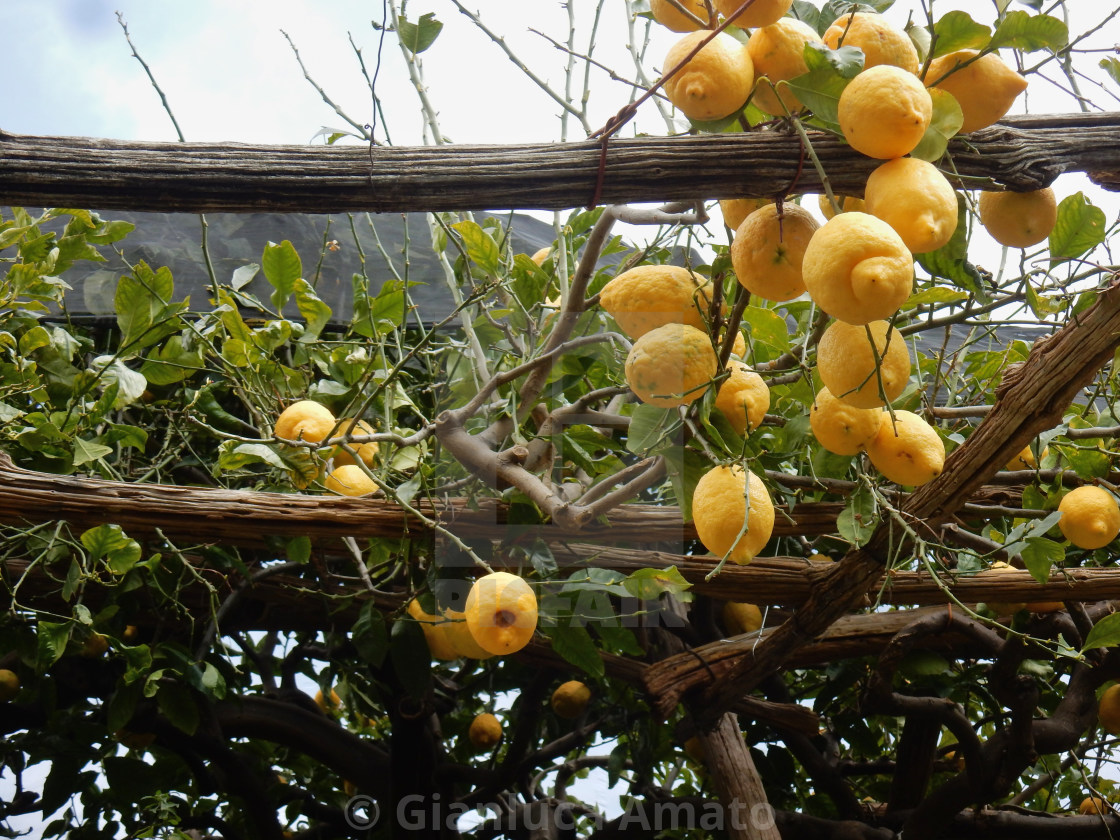 "Minori - Limoneto della costiera" stock image