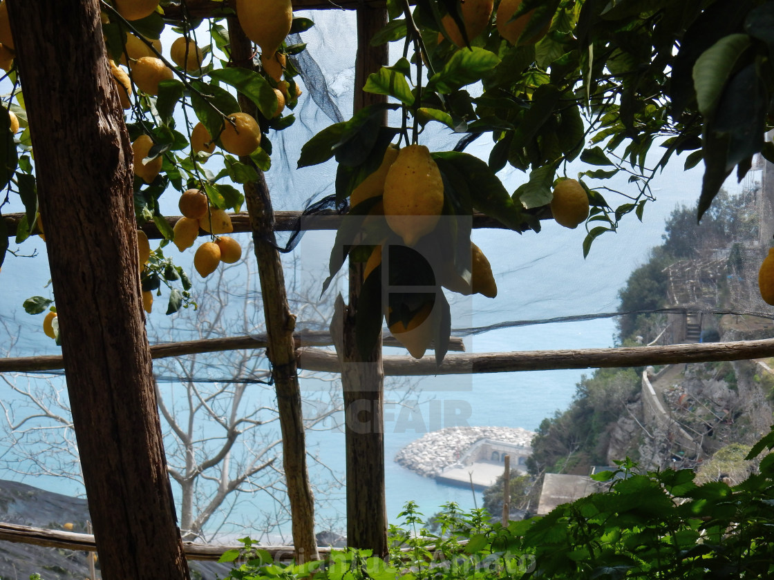 "Minori - Limoneti della costiera" stock image