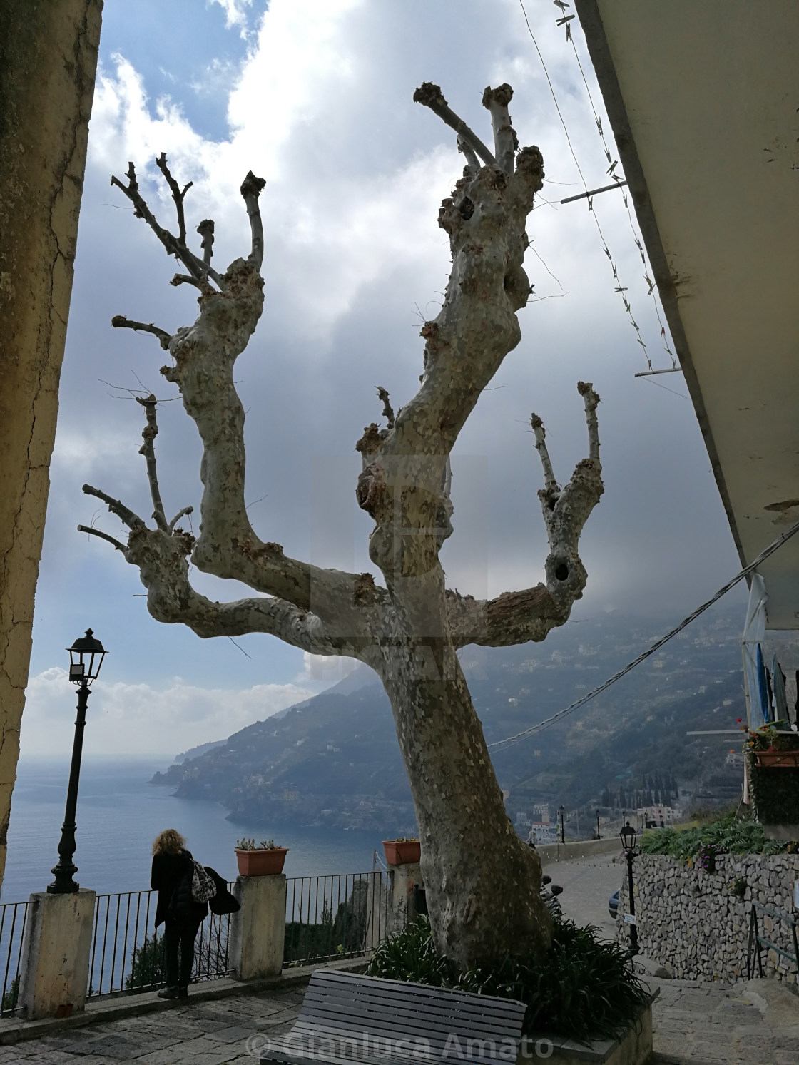 "Minori - Platano a San Michele Arcangelo" stock image