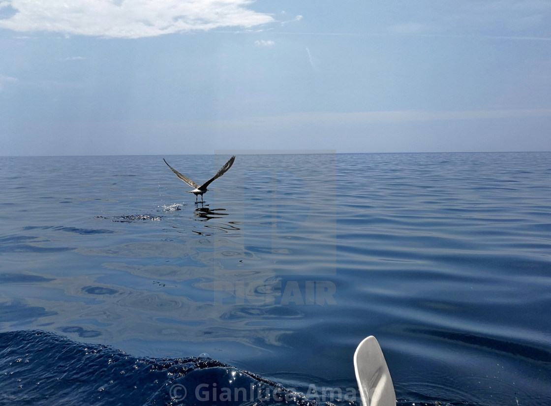 "Maratea - Gabbiano al decollo" stock image