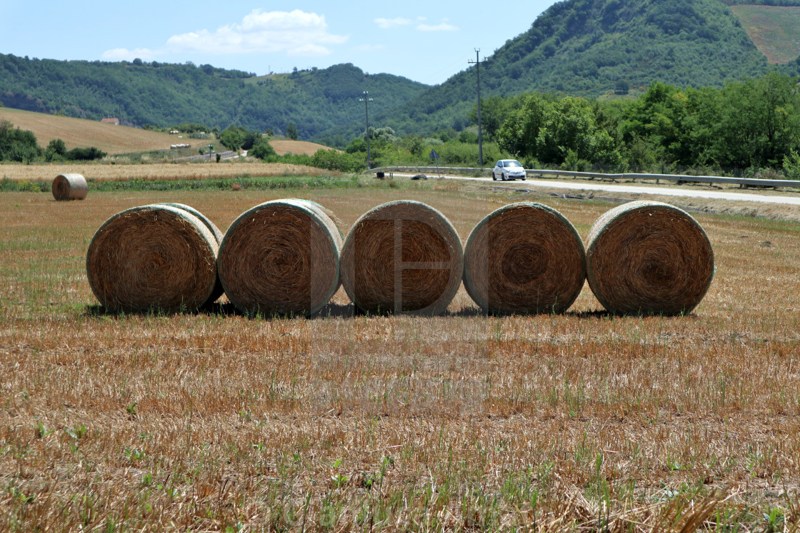 "Cairano - Covoni allineati sul campo di grano" stock image