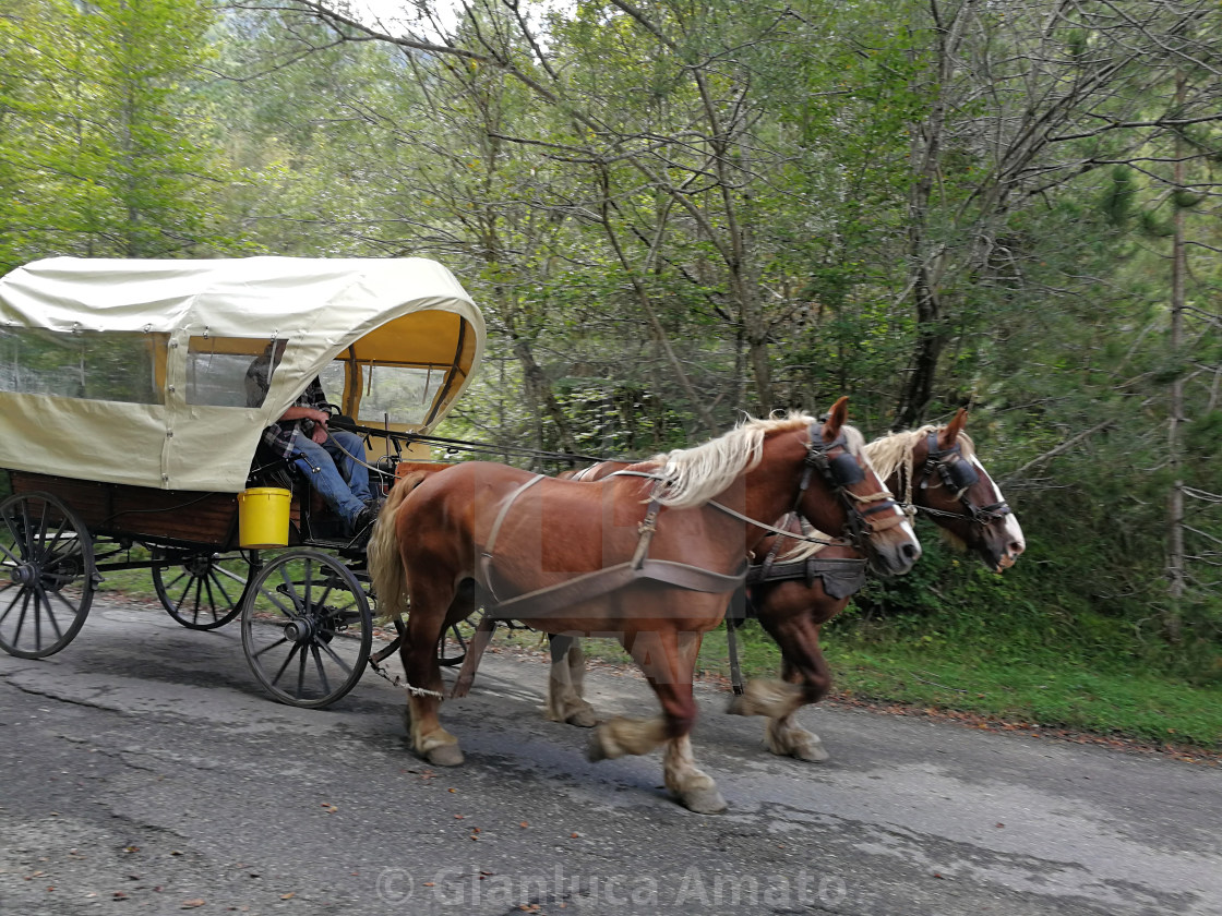 "Camosciara - Carrozza con cavalli in tiro" stock image