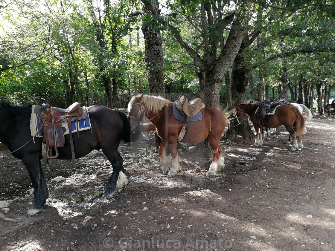 "Camosciara - Cavalli al maneggio" stock image