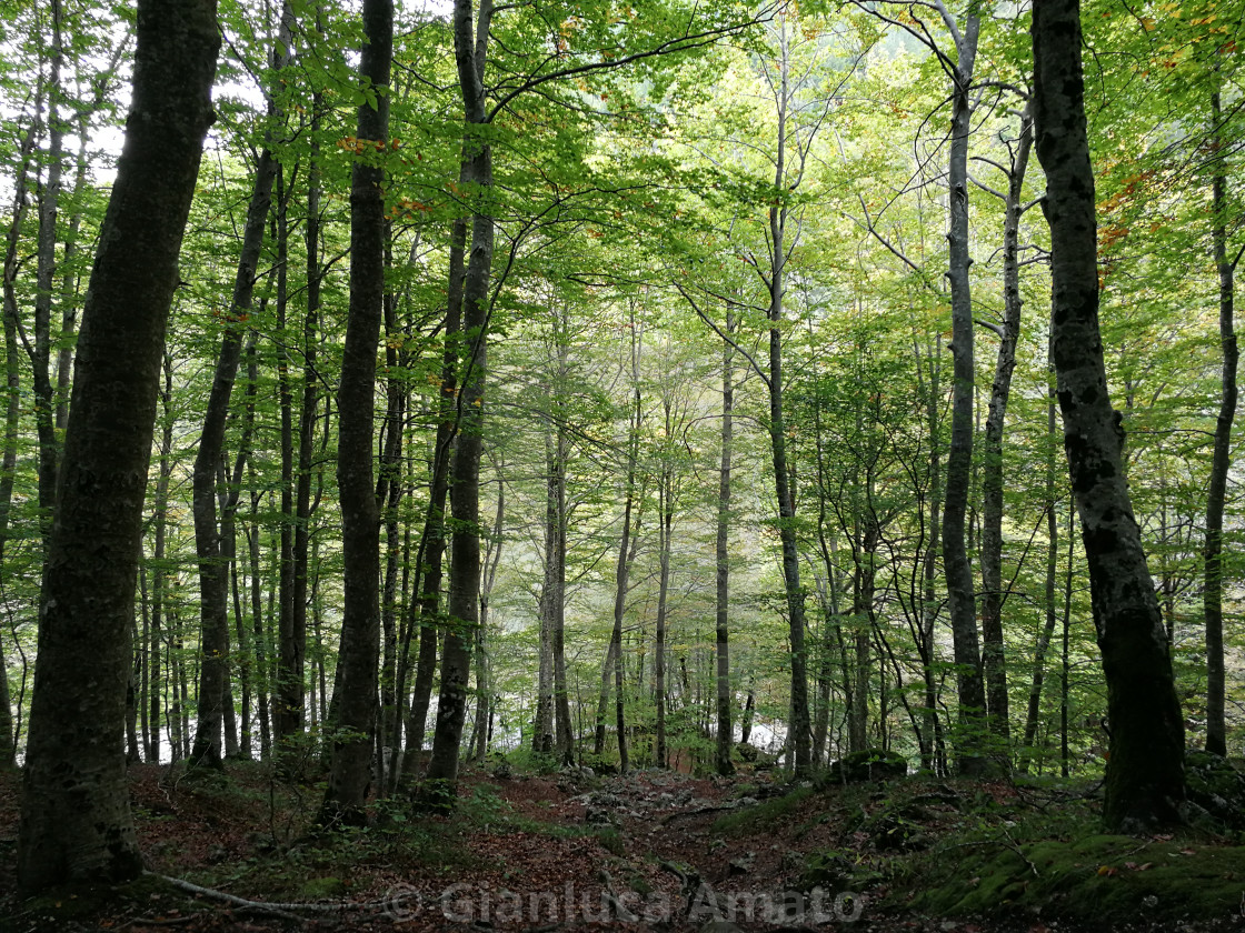 "Sentiero nella faggeta della Camosciara" stock image