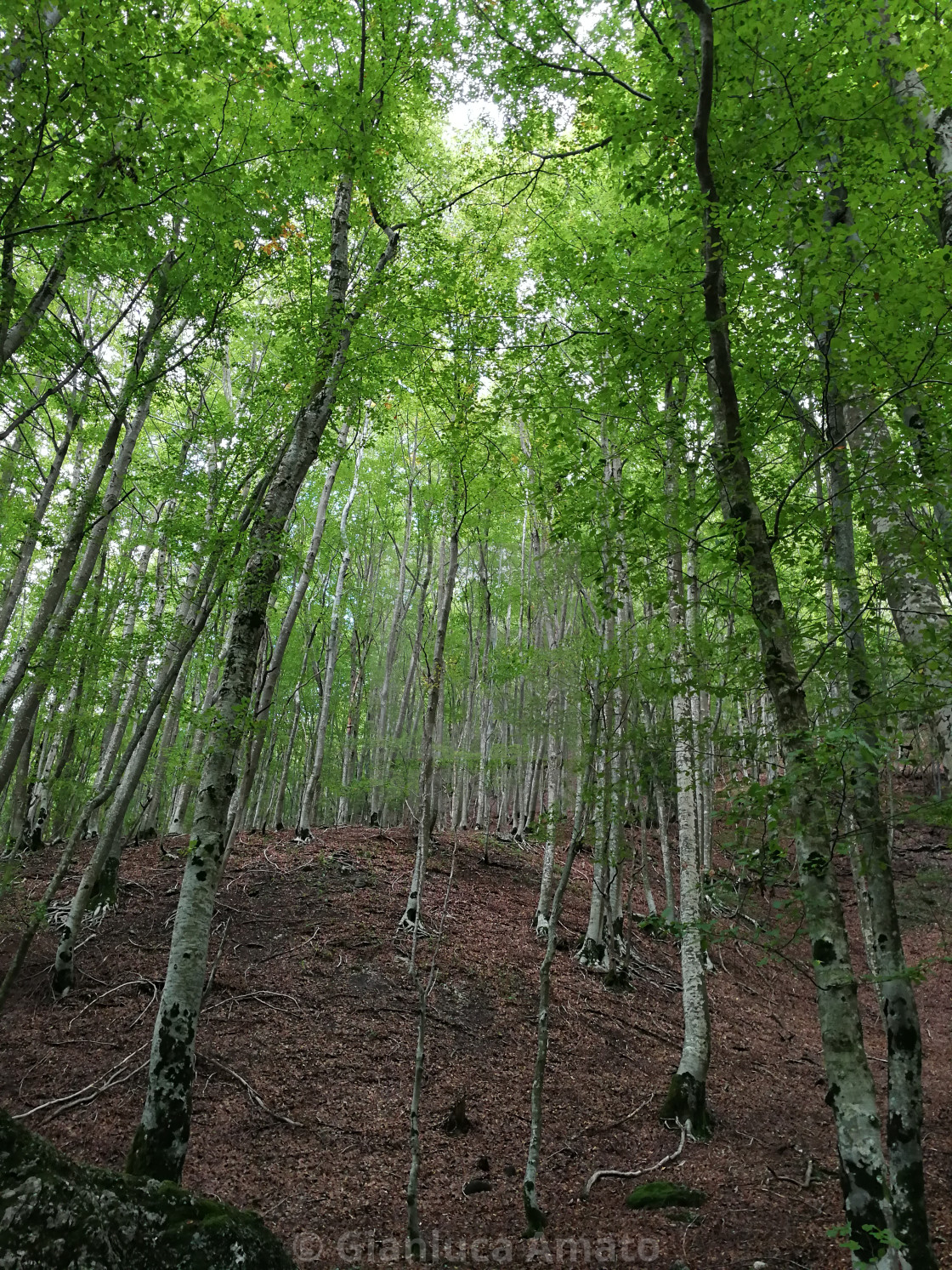 "Sentiero nella faggeta della Camosciara" stock image