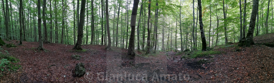 "Panoramica della faggeta della Camosciara" stock image