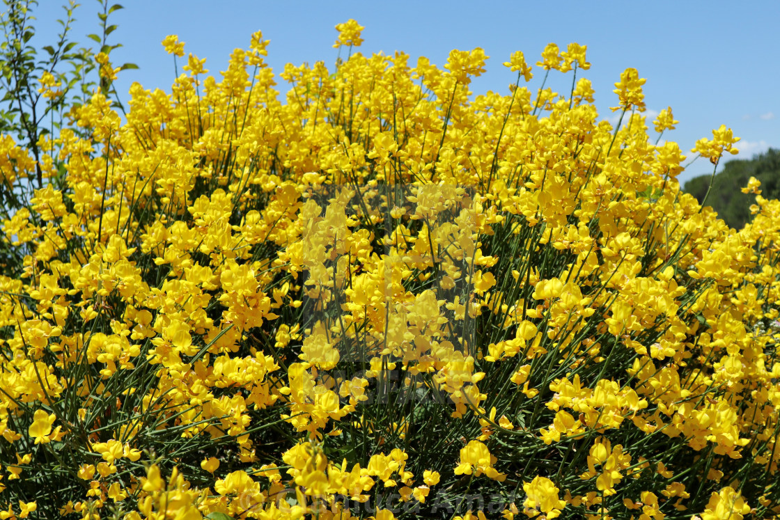 "Pesche - Ginestra in fiore" stock image