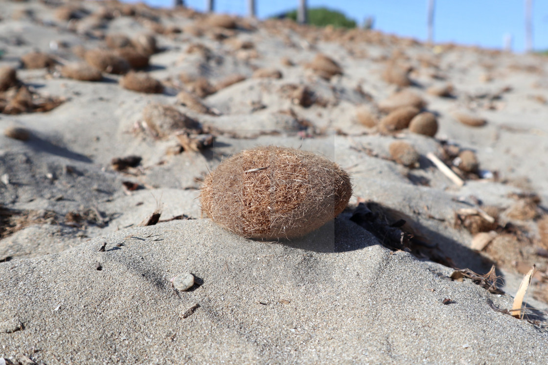 "Vendicari - Alghe secche sulla spiaggia" stock image