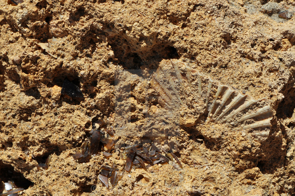 "Priolo Gargallo – Conchiglia fossile sulla scogliera" stock image