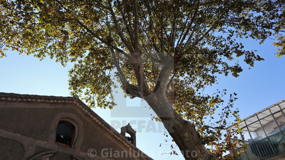 "Nusco - Platano in Piazza della Trinità" stock image