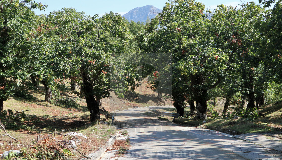 "Montella - Strada tra i castagneti" stock image