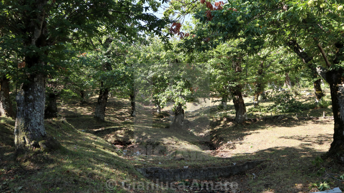 "Montella - Castagneto del monte" stock image