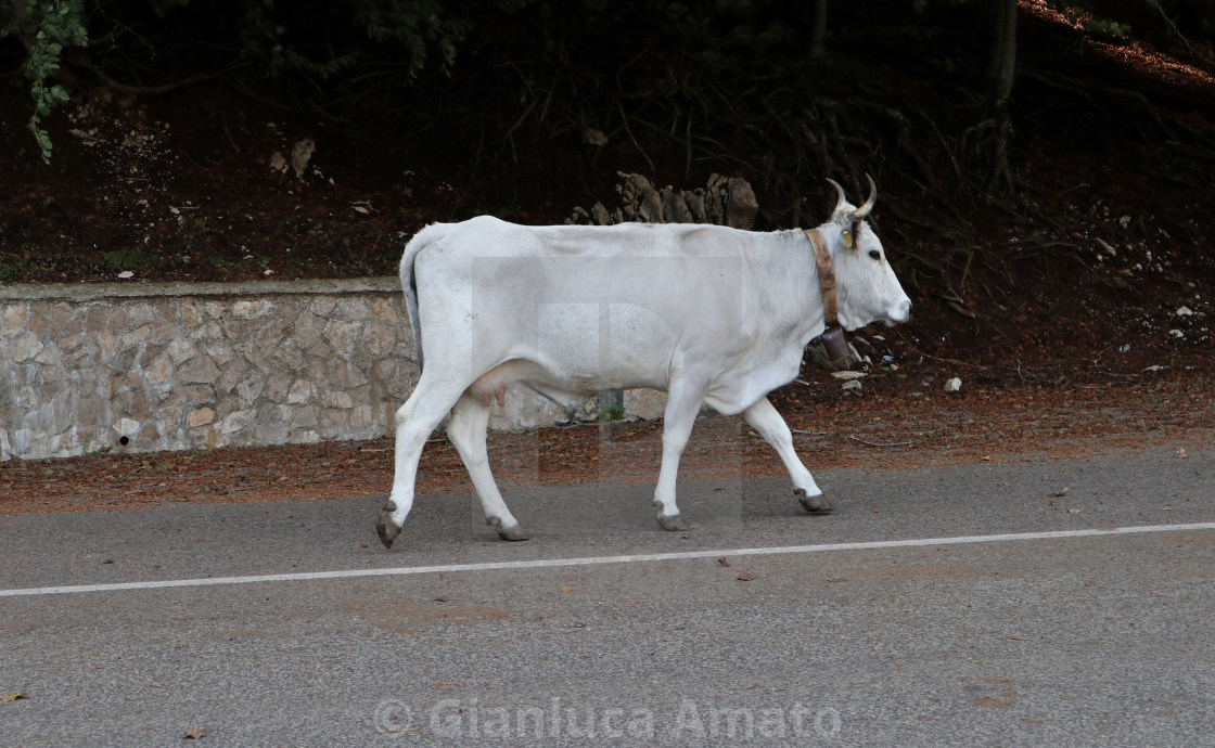 "Bagnoli Irpino - Vacca sulla strada a Lago Laceno" stock image