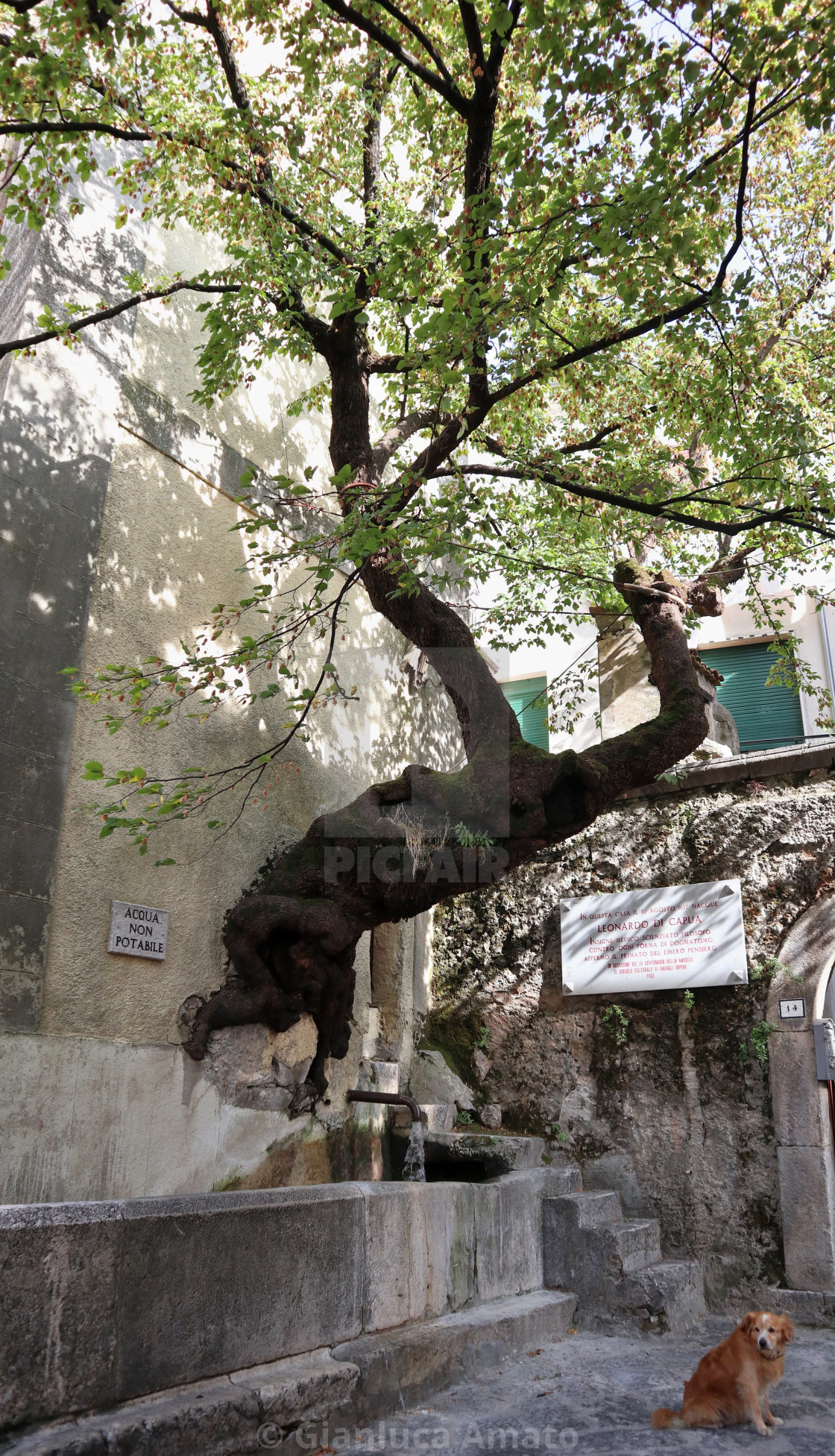 "Bagnoli Irpino - Albero nel muro della Torre dell'Orologio" stock image