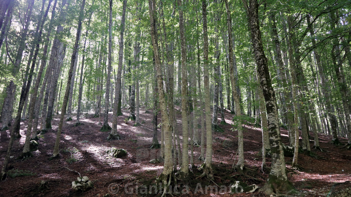 "Bagnoli Irpino - Faggeta sul Laceno" stock image