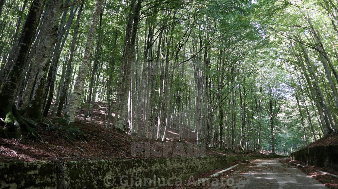 "Bagnoli Irpino - Faggeta sulla strada del Laceno" stock image