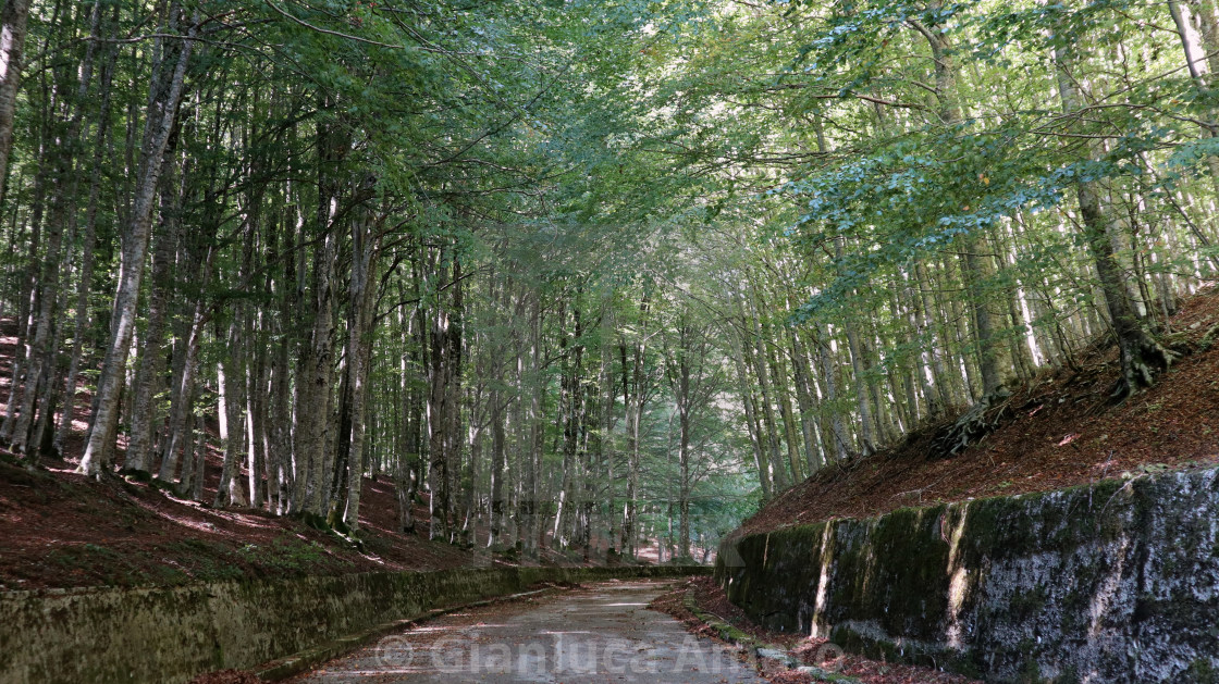 "Bagnoli Irpino - Faggeta sulla salita del Laceno" stock image