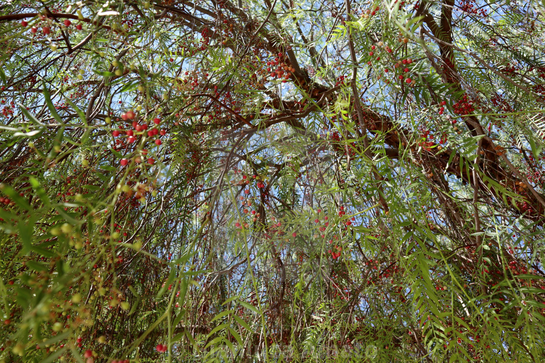 "Siracusa - Albero del pepe nel Parco Archeologico della Neapolis" stock image