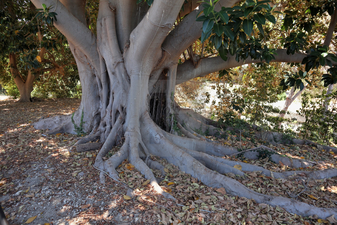 "Siracusa – Ficus Magnolioide al Parco Archeologico della Neapolis" stock image