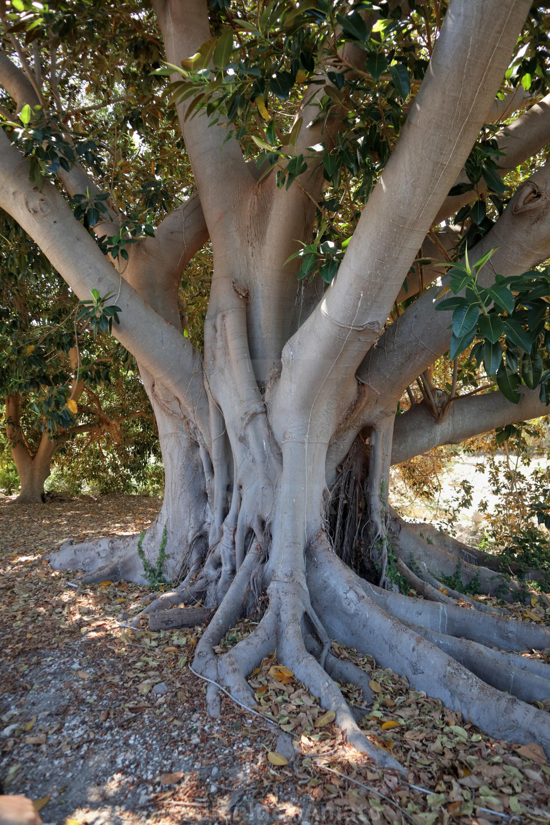 "Siracusa – Ficus Magnolioide nel Parco Archeologico della Neapolis" stock image