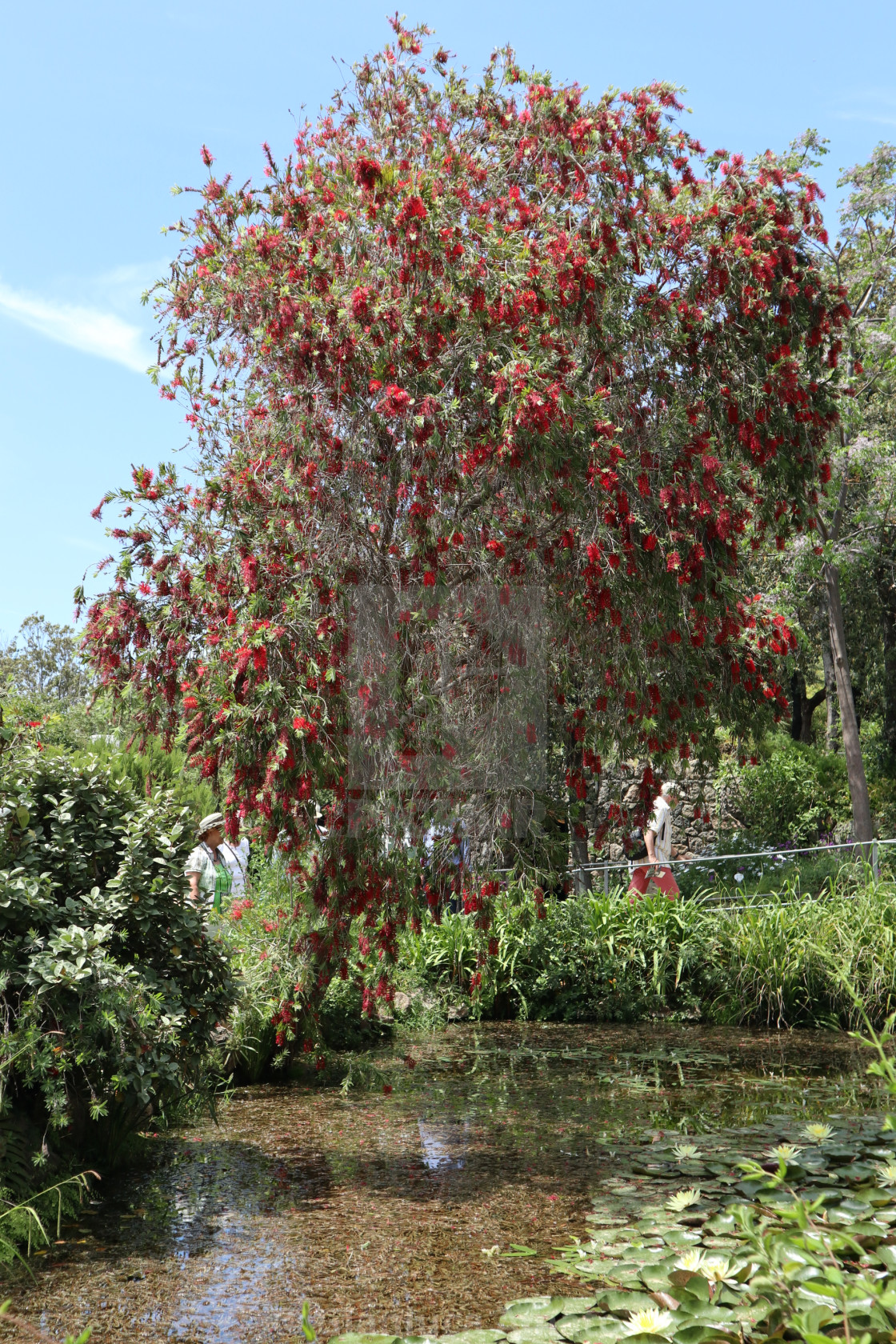 "Ischia - Albero di Callistemon Speciosus ai Giardini La Mortella" stock image