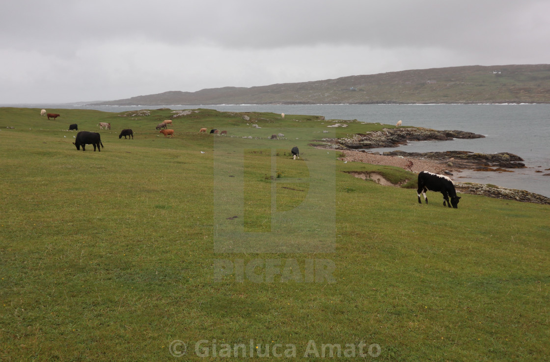 "Errisbeg – Bovini al pascolo a Dog's Bay" stock image