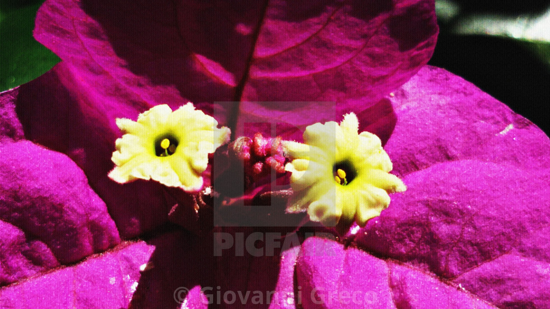 "Bouganville" by Giovanni Greco - £12.40 "Bouganville" stock image