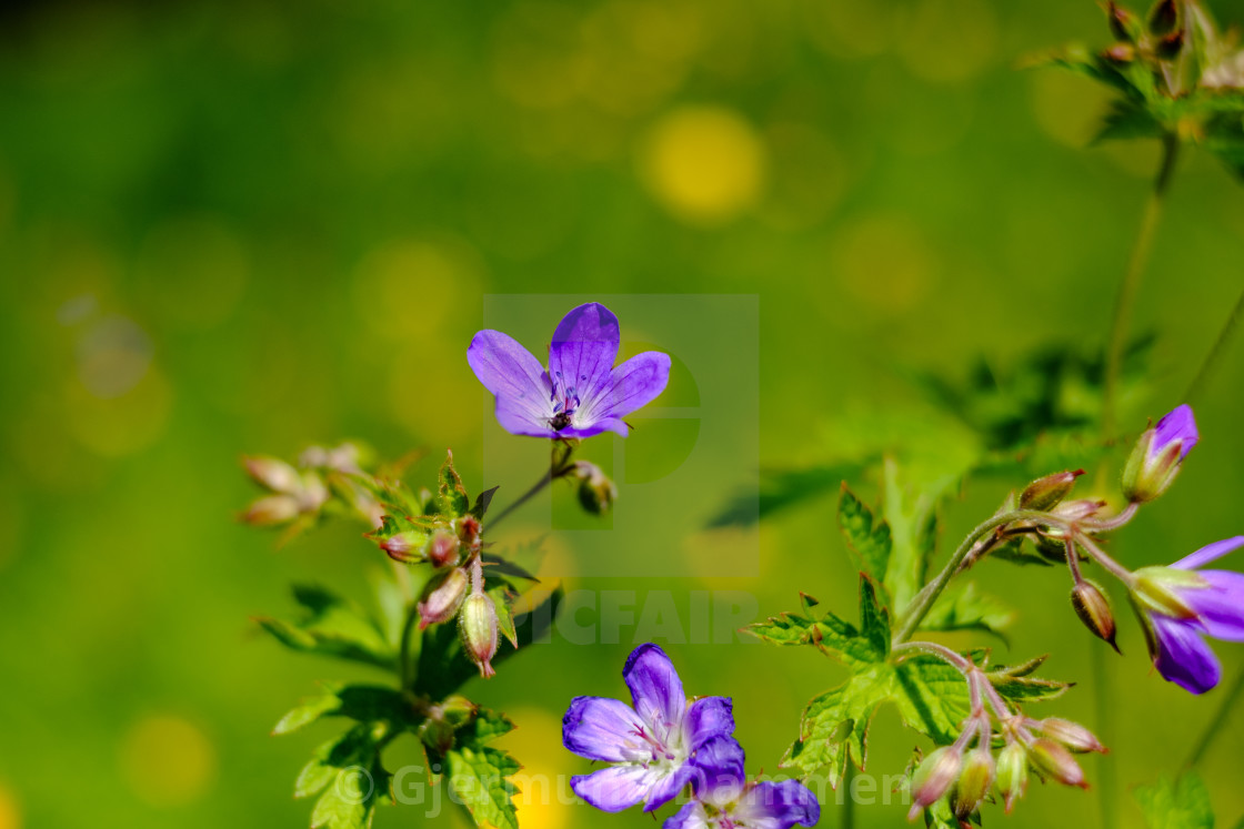 "Geranium sylvaticum" by Gjermund Dammen - $37.35 "Geranium sylvaticum" stock image